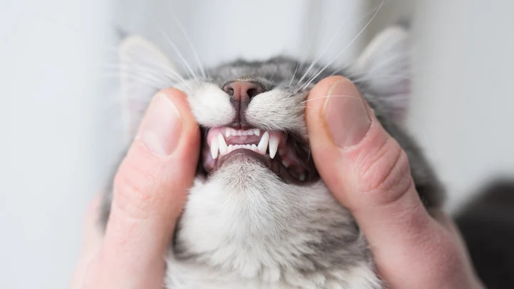 Cat Dental Health: The Silent Epidemic Most Owners Don’t Know They’re Ignoring Cat Dental Health