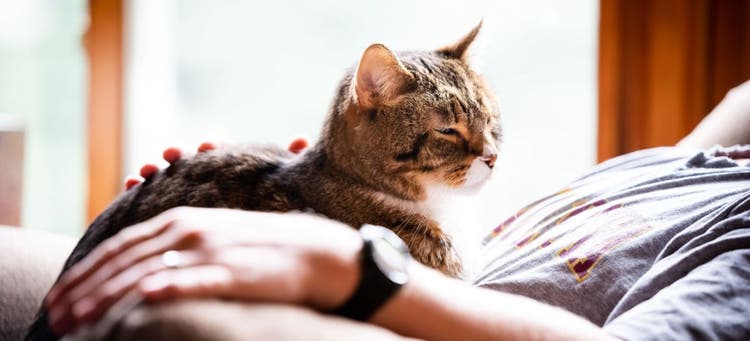Senior Cat Ownership