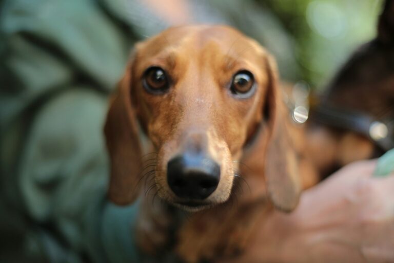 What Does 'Basic' UK Pet Insurance Actually Cover?