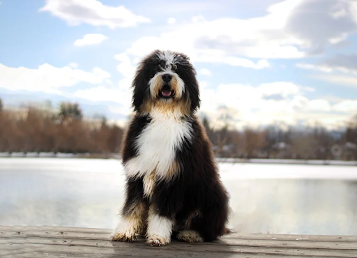 Healthy Bernedoodle Puppy