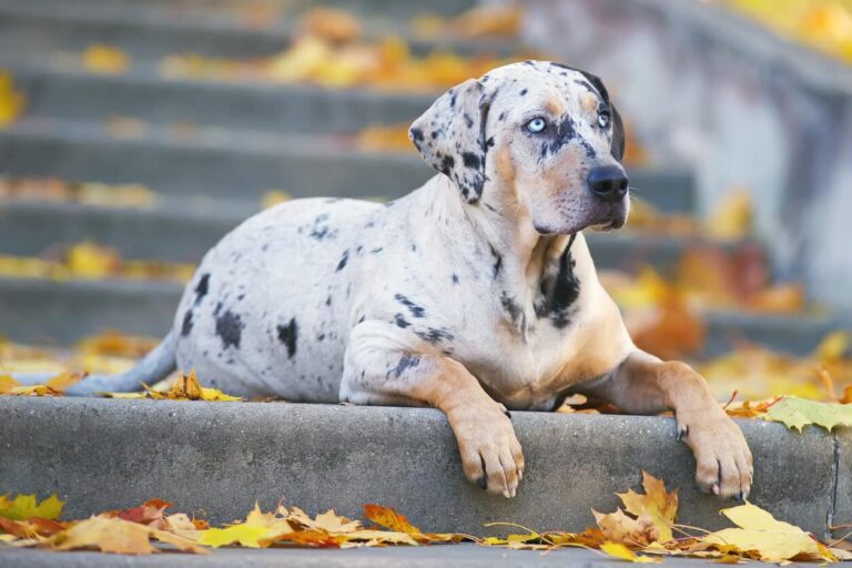 Catahoula Black Mouth Cur: What You Need to Know Catahoula Black Mouth Cur
