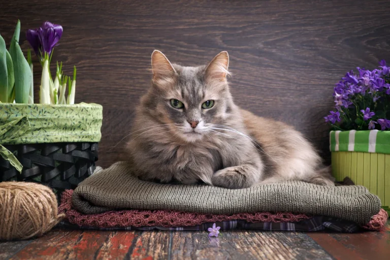 Effective Ways to Maintain a Fresh-Smelling Home with Cats