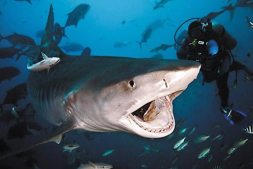 Shark Dive in Fiji