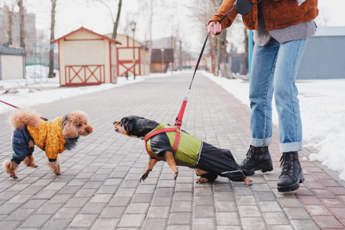 Effective Strategies for Understanding and Managing Aggressive Dog Behavior Aggressive Dog Behavior