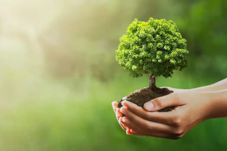 Understanding the Importance of Professional Tree Care and Safe Outdoor Management Tree Care