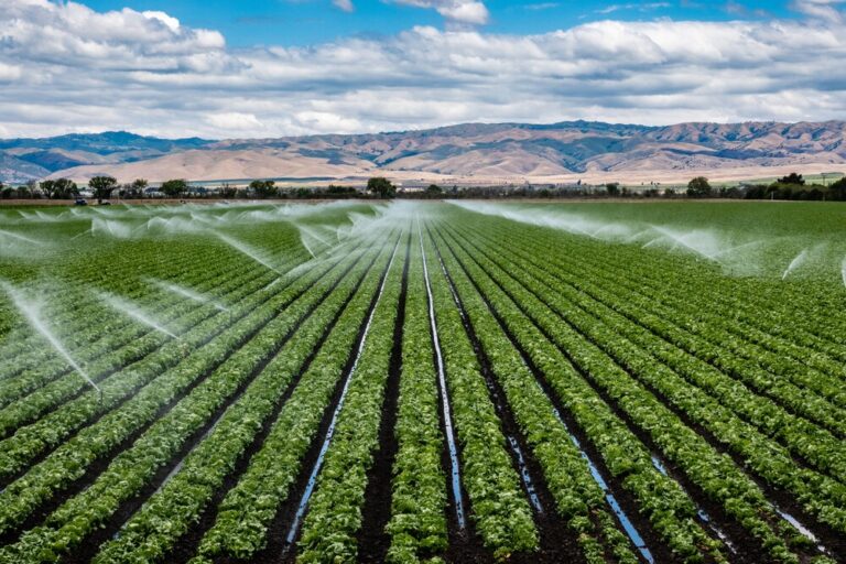 A Complete Study of Irrigation and Its Role in Sustainable Agriculture, Food Security, and Modern Farming Systems Irrigation