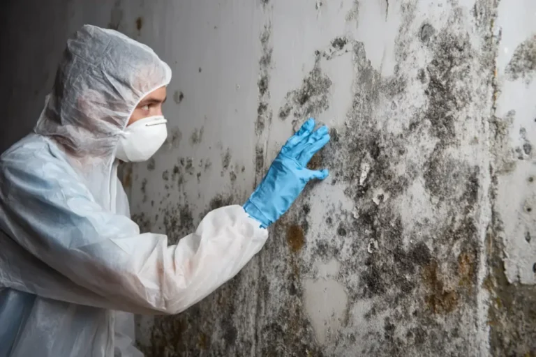 Protecting Your Property with Professional Mold Removal: A Complete Guide to a Healthier Indoor Environment Mold Removal
