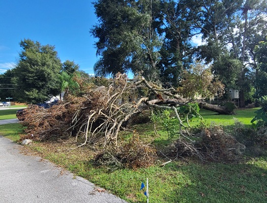 Understanding the Importance of Professional Tree Care and Safe Outdoor Maintenance Practices Tree Care