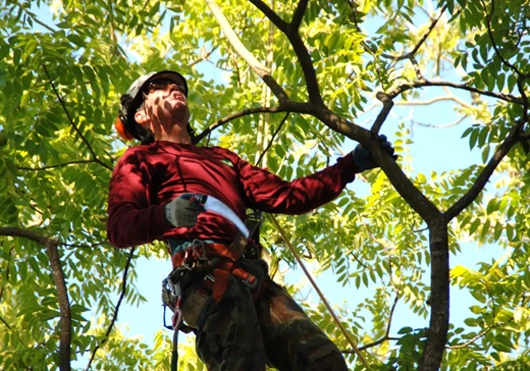 Pruning, Removal, or Treatment? How to Decide What an Aging Tree Actually Needs