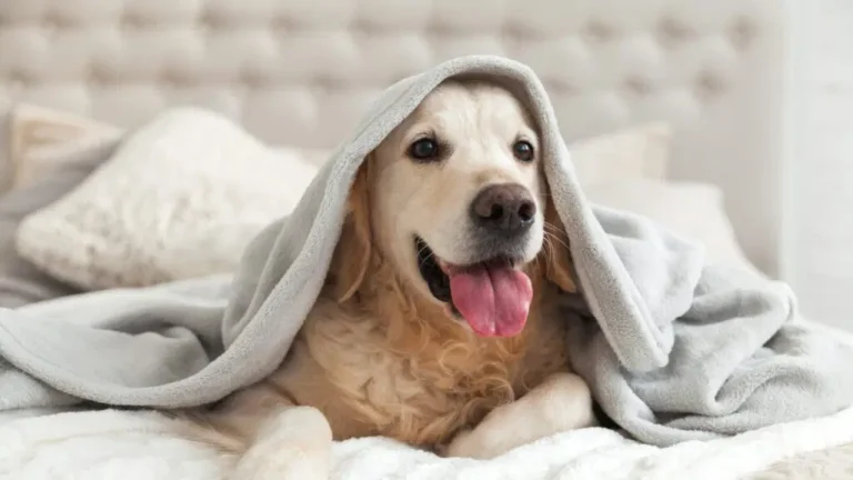 Bringing Your Dog to Breckenridge? Stay at Hotel Alpenrock