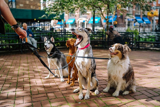Boston Dog Butlers: Premium Dog Care You Can Count On Boston Dog Butlers