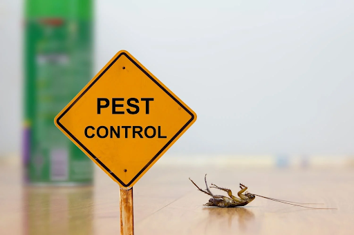 Pest Prevention Tips for New Homeowners
