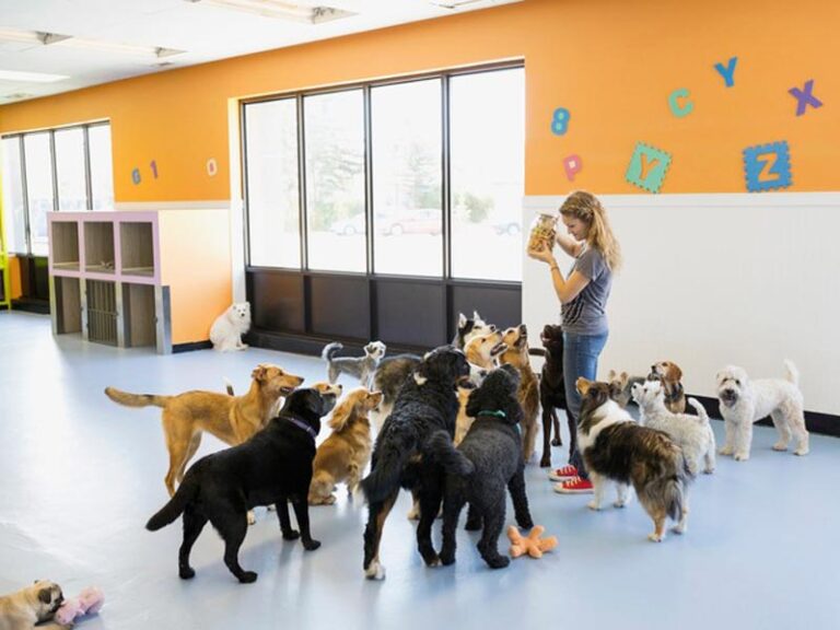 How Maintaining Familiar Routines Minimises Canine Separation Anxiety During Dog Boarding