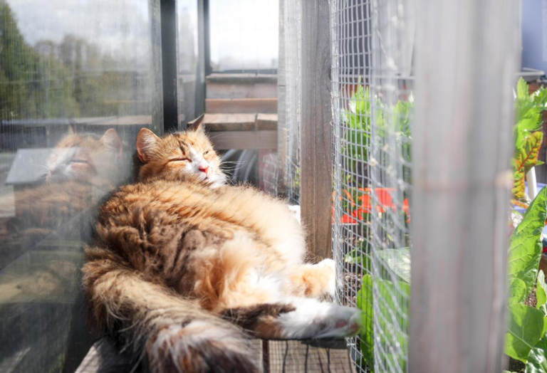 From Indoor Life to Outdoor Adventure: How a Catio Can Enrich Your Cat’s Everyday Life