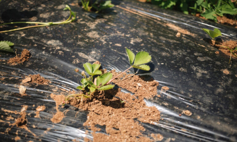 Drip Tape Recycling: A Plant-Level Guide for Irrigation Districts Drip Tape Recycling: A Plant-Level Guide for Irrigation Districts