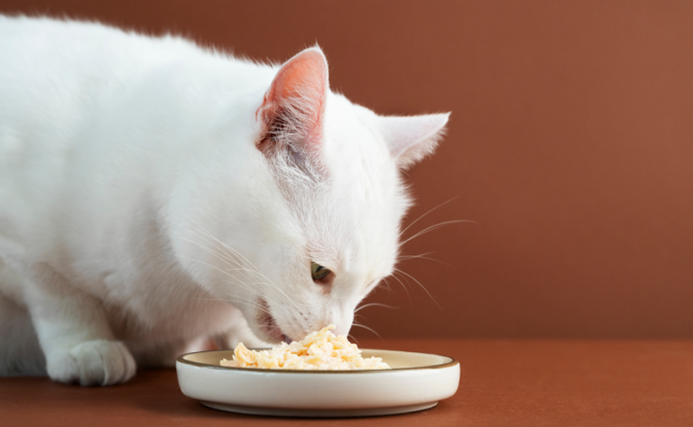 Switching to Gently Cooked Cat Food: How to Approach a Dietary Change