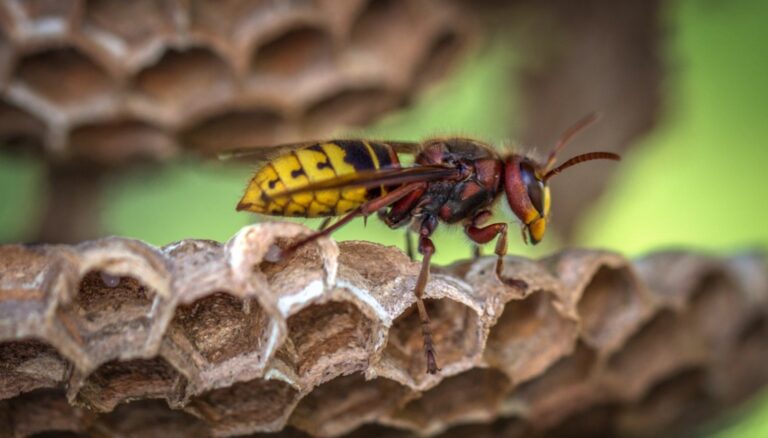 What to Know When Bees or Wasps Show Up at Home What to Know When Bees or Wasps Show Up at Home